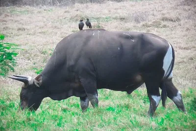 Banteng jawa