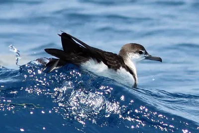 Berta di audubon
