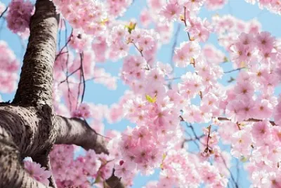 Cherry tree