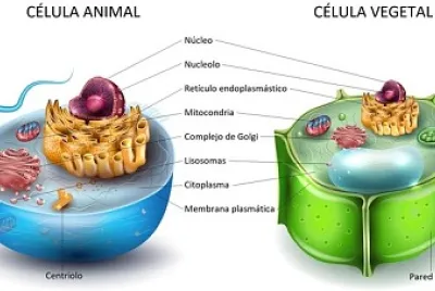 la cÃ©lula