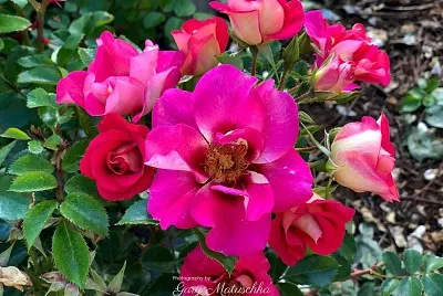פאזל של flores