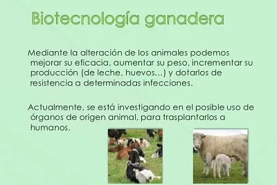 BiotecnologÃ­a en la ganaderÃ­a