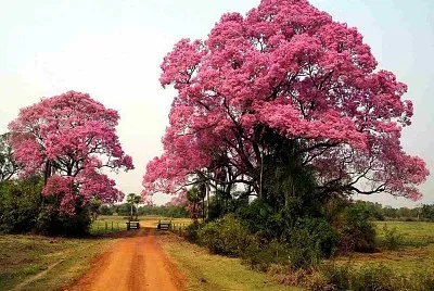 BrÃ©sil-pantanal