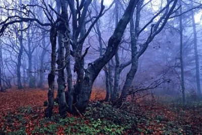 automne jigsaw puzzle