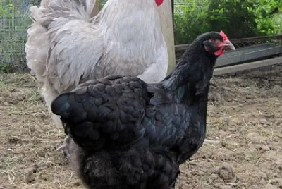 poules1
