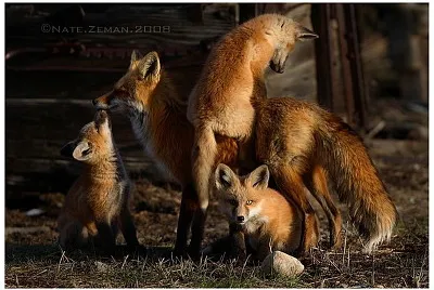 renards