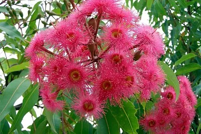 australienne