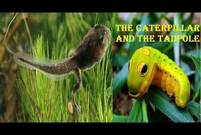 CATERPILLAR - TADPOLE