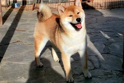 Shibita bb jigsaw puzzle