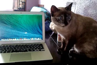 Gata informÃ¡tica