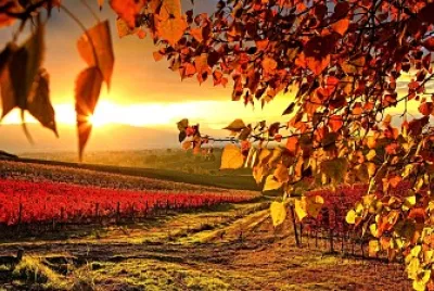 otoÃ±o bosque jigsaw puzzle