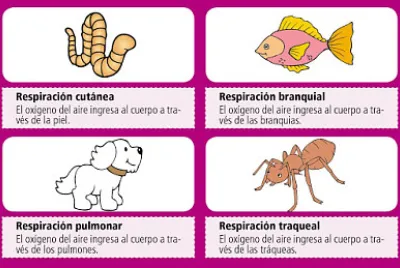 RespiraciÃ³n en los animales