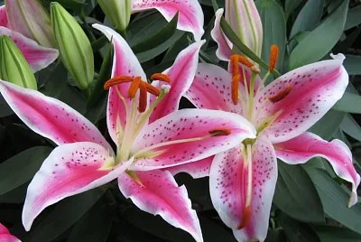 flores