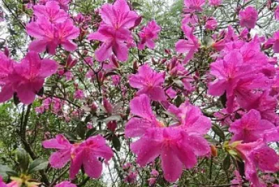 flores