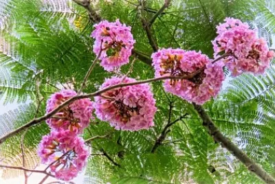 flores