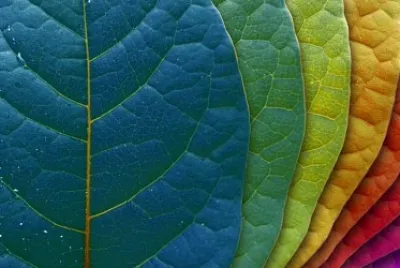 Colourfull leaves