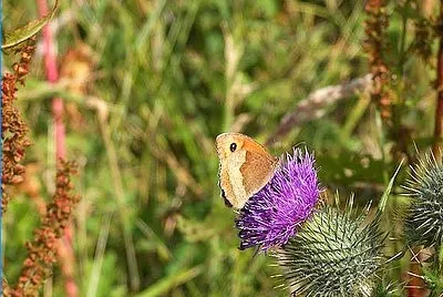 Meadow Brown