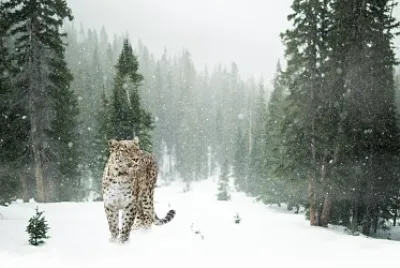 LEOPARDO EN LA NIEVE