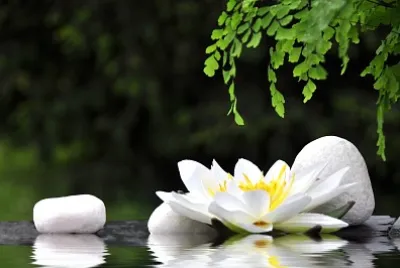 White stones and waterlily