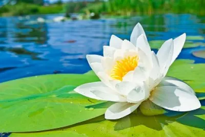 Water lily jigsaw puzzle