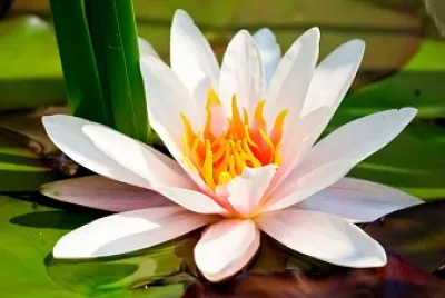 Pond lily jigsaw puzzle