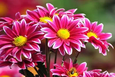 Wild flowers jigsaw puzzle