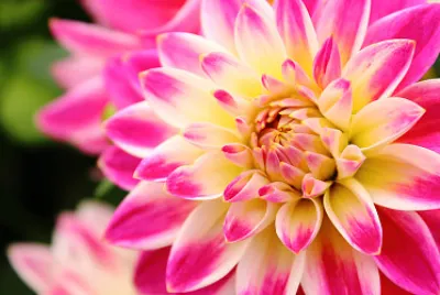 Flor tricolor jigsaw puzzle