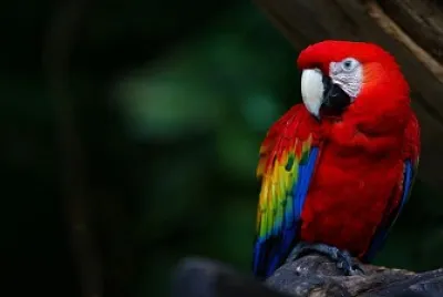 Guacamayo rojo