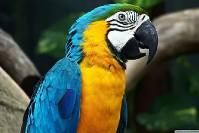 Guacamayo amarillo