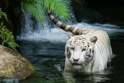 White tiger and waterfall