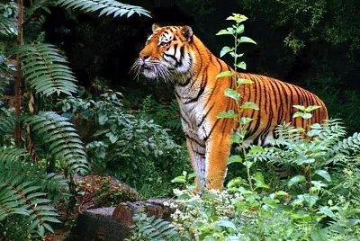 Tiger in jungle