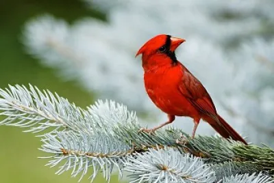 Cardenal jigsaw puzzle