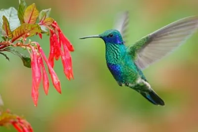 Hummingbird feeding jigsaw puzzle