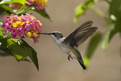Flying feeding hummingbird jigsaw puzzle
