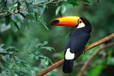 Tucano solitario jigsaw puzzle