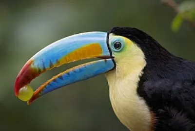 Colourfull tucano jigsaw puzzle