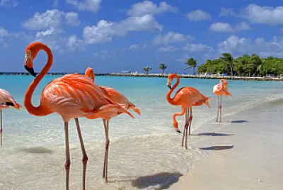 Flamingos beach