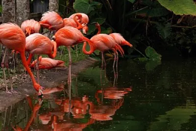 Flamingos park jigsaw puzzle