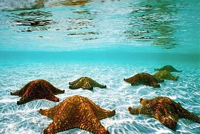 Tropical starfishes