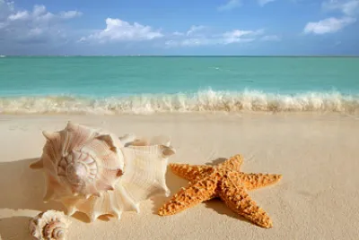 Estrella de mar y caracoles