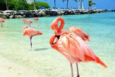 Playa de flamencos