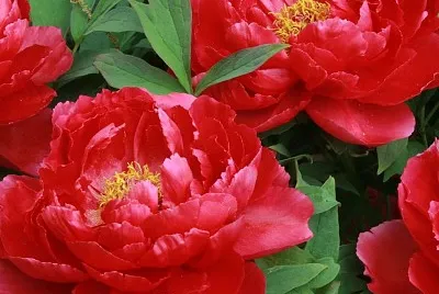 flores