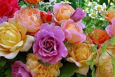 flores