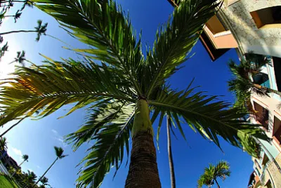 Front yard palm