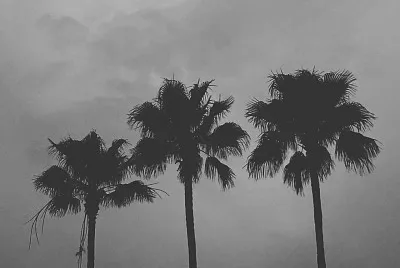 Black and white plam trees