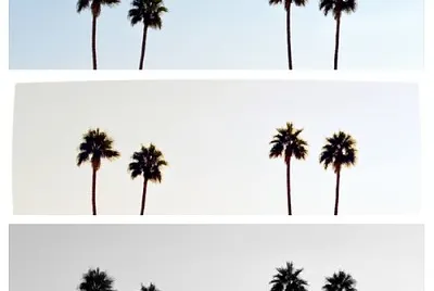 Palm trees on filters