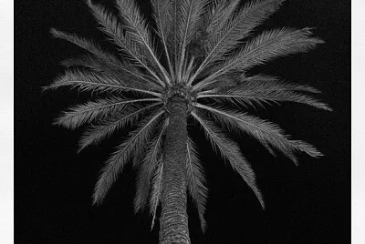 Black and white palm tree