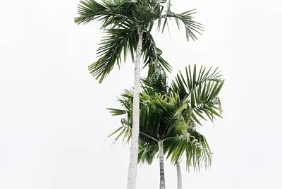 Cloudy sky and palm trees