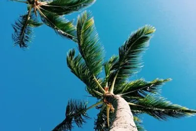 Palmeras y cielo azul