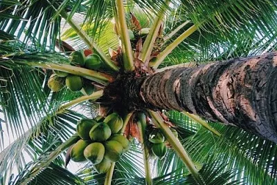 Palm tree with coconuts